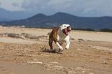 AMSTAFF ADULT 185